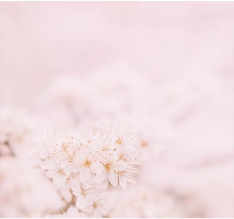 ブラインド マスターベッドルーム 繊細な桜 - TENSTICKERS