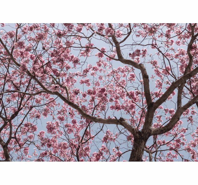 キッチン ロール スクリーン 美しいピンクの桜の木 - TENSTICKERS