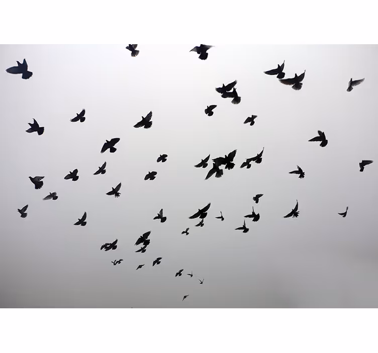 グレー ブラインド 鳥たちが影で過ごす美しいイメージ - TENSTICKERS