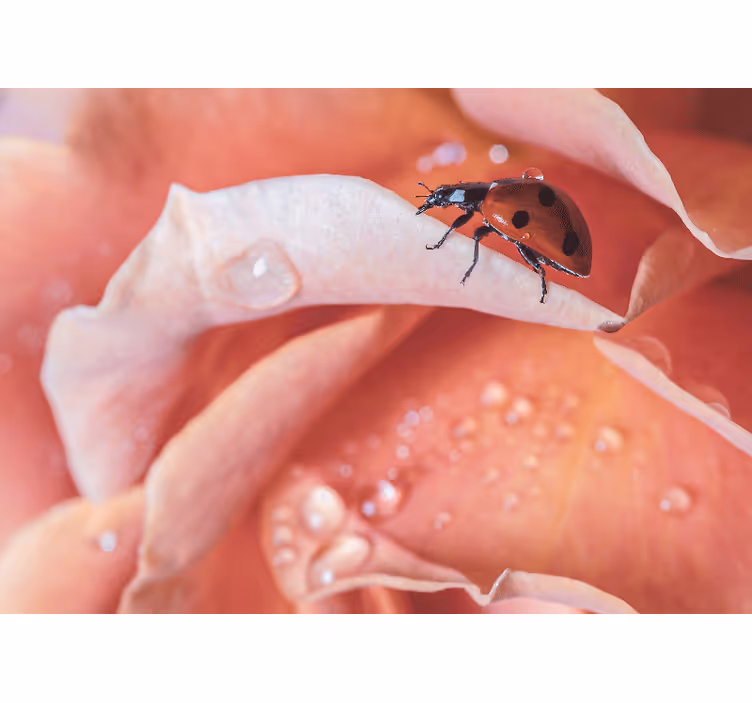 寝室 ブラインド エレガントなピンクの花とてんとう虫 - TENSTICKERS