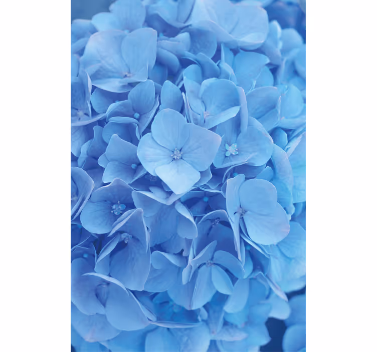 あじさいの花のローラーブラインド - TENSTICKERS
