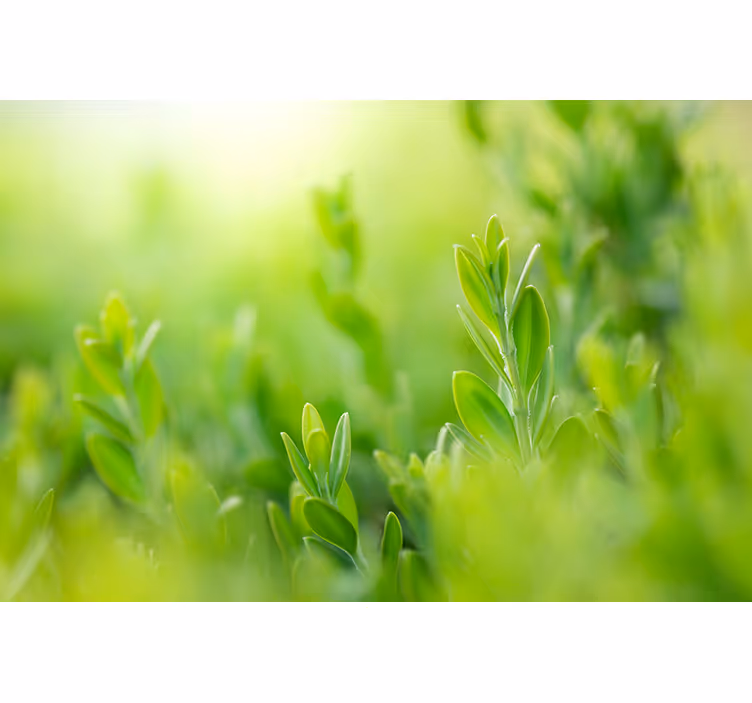 ブラインド 花や植物 緑豊かな風景の写真 - TENSTICKERS