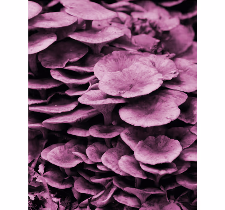 ブラインド 花や植物 鮮やかな花の層 - TENSTICKERS