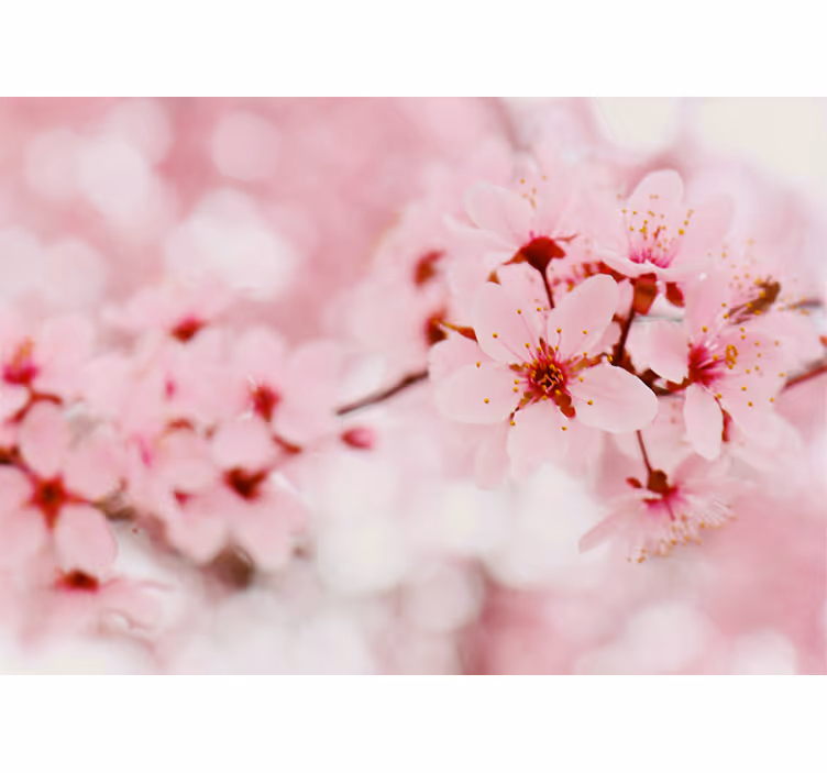 ブラインド 花や植物 桜の優雅さ - TENSTICKERS