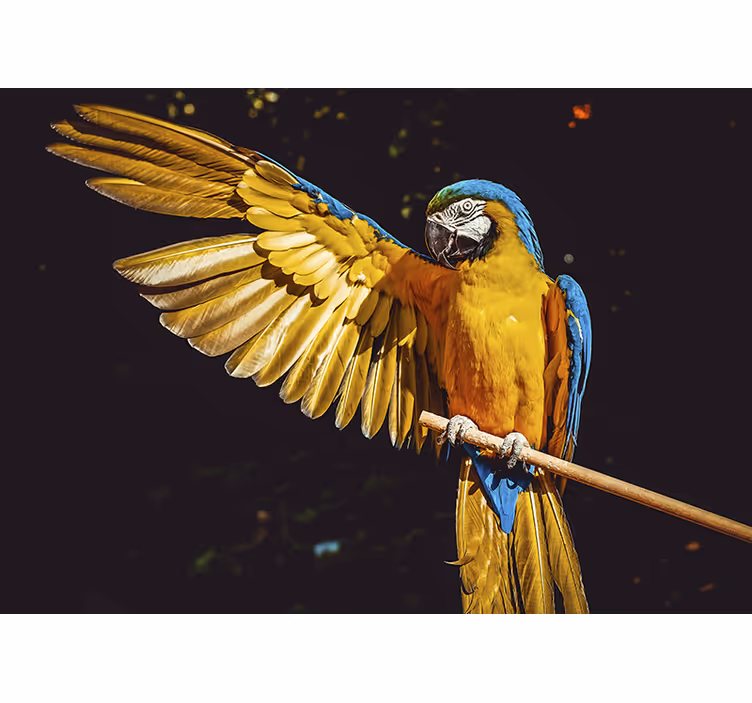熱帯の鳥の壁の写真 - TENSTICKERS