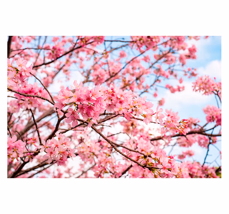 桜の木空の背景の木の壁画 - TENSTICKERS