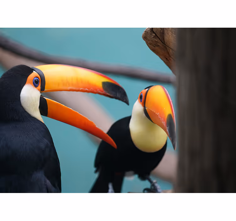 動物 壁画 オオハシのつがい - TENSTICKERS
