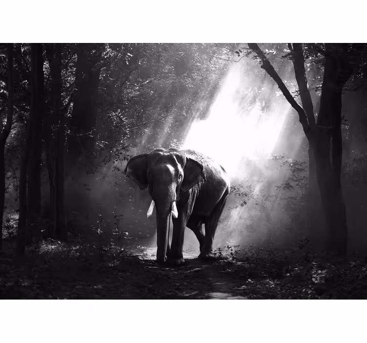 動物 壁画 雄大な象との遭遇 - TENSTICKERS