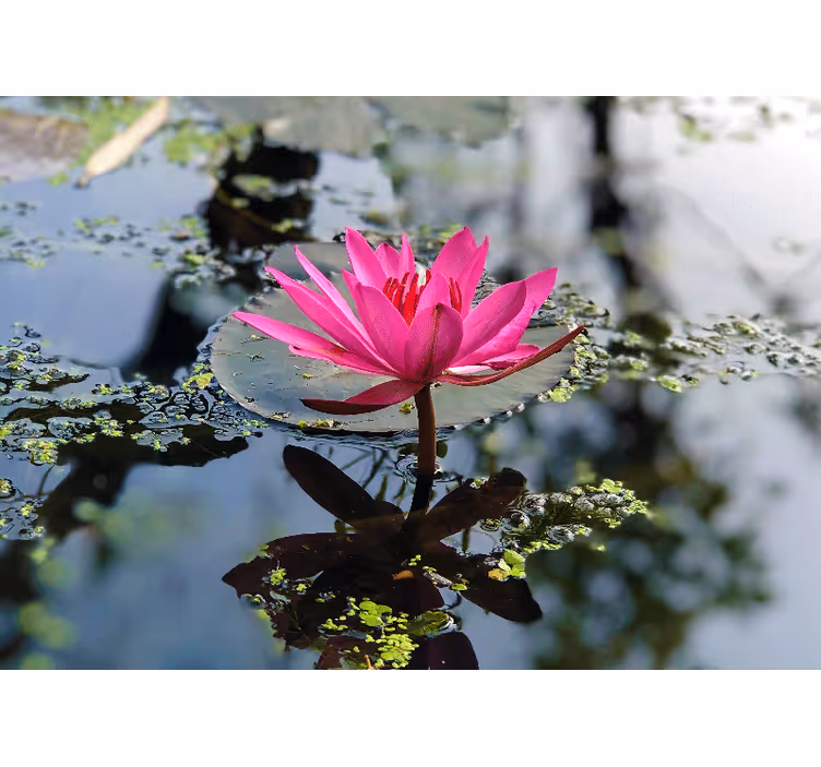 美しい蓮の花の水壁の壁画 - TENSTICKERS