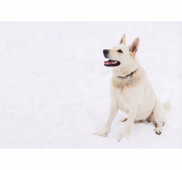 動物 壁画 幸せな白い犬 - TENSTICKERS