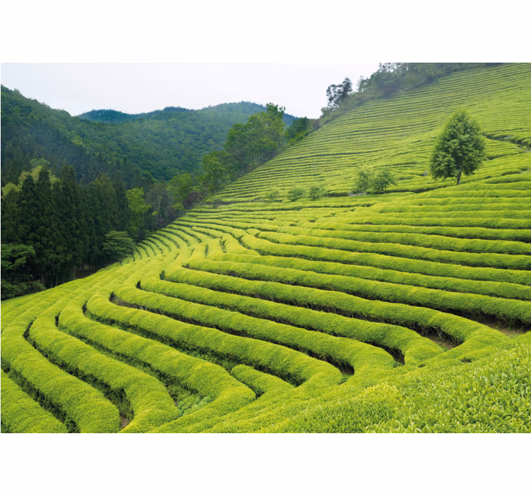 自然 壁画 茶園の風景 - TENSTICKERS