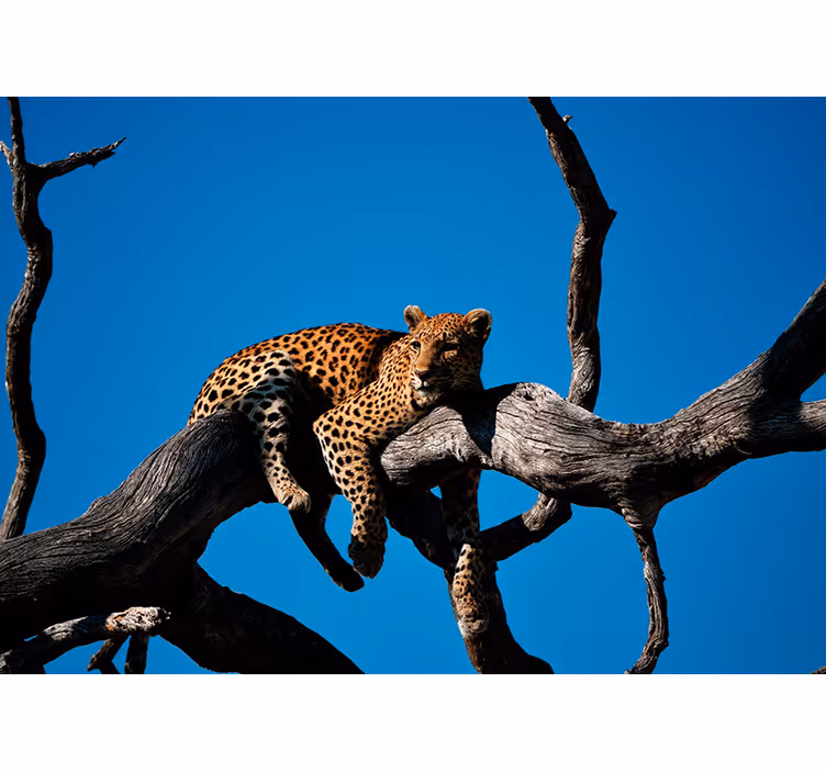 動物 壁画 枝の上のヒョウ - TENSTICKERS