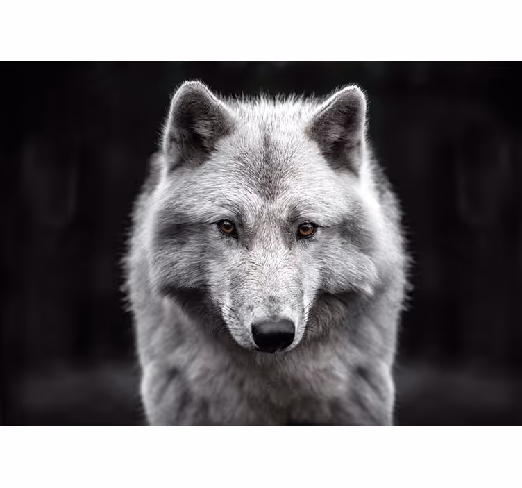 白いオオカミの壁の写真の壁画 - TENSTICKERS