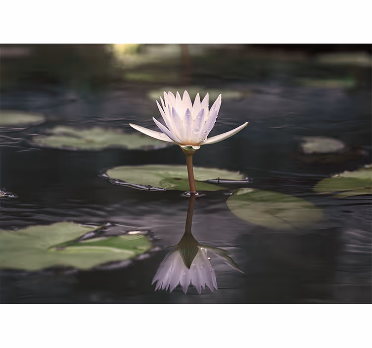 花 柄 壁画 蓮の花の反映 - TENSTICKERS