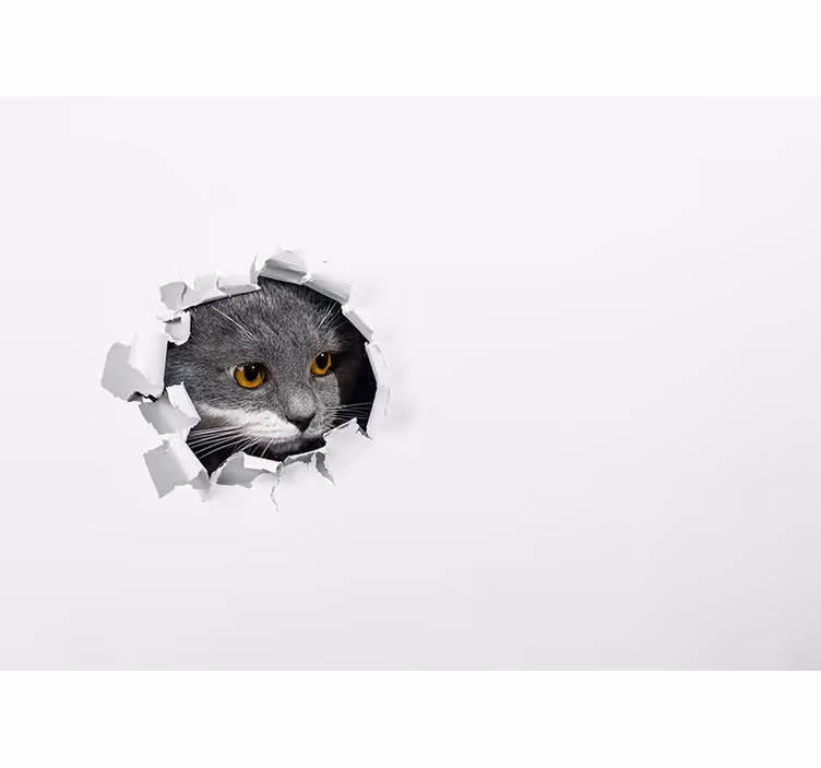 かわいい猫の写真の壁画 - TENSTICKERS