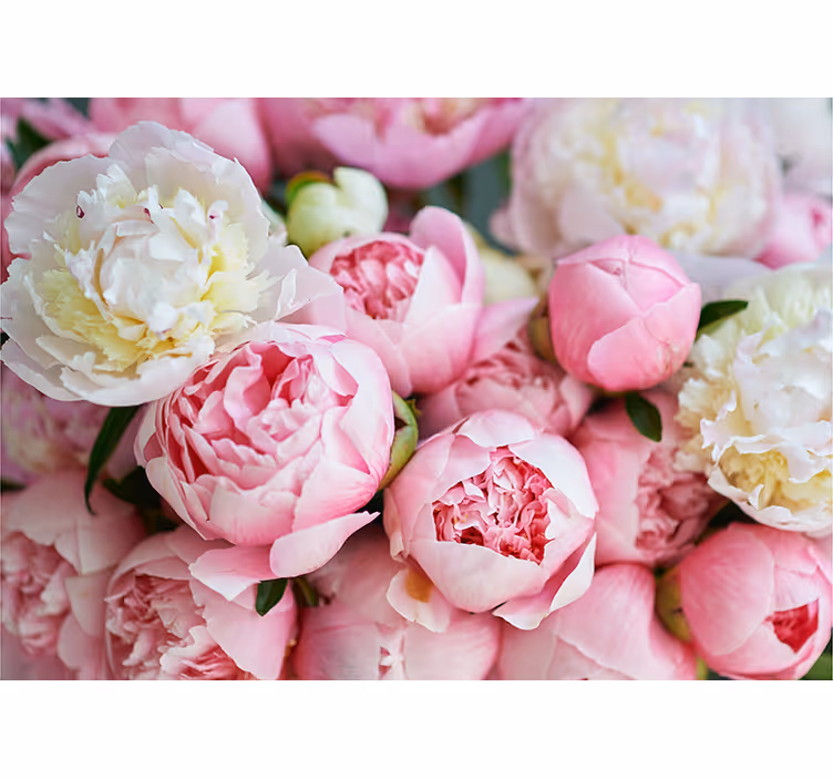 花 柄 壁画 芍薬の花コレクション - TENSTICKERS