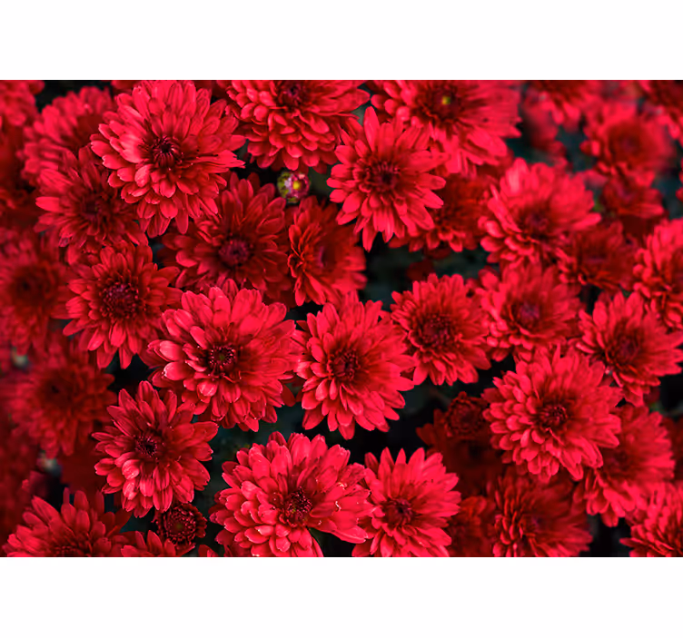 赤いアスターの花の壁画 - TENSTICKERS
