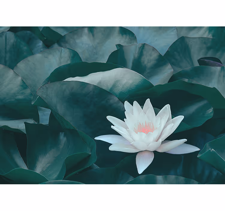 禅白蓮の花の壁画 - TENSTICKERS