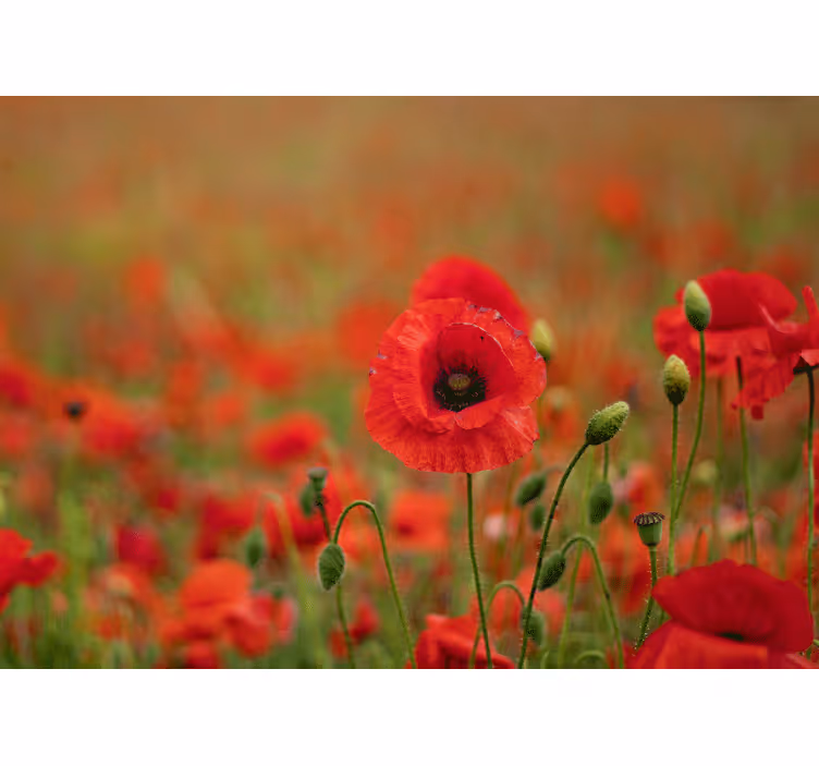 ケシの壁の壁画 生き生きとしたケシの花 - TENSTICKERS