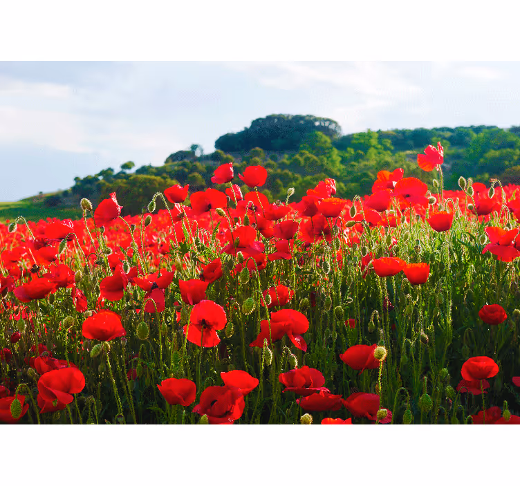 ケシの壁の壁画赤いケシの花畑 - TENSTICKERS