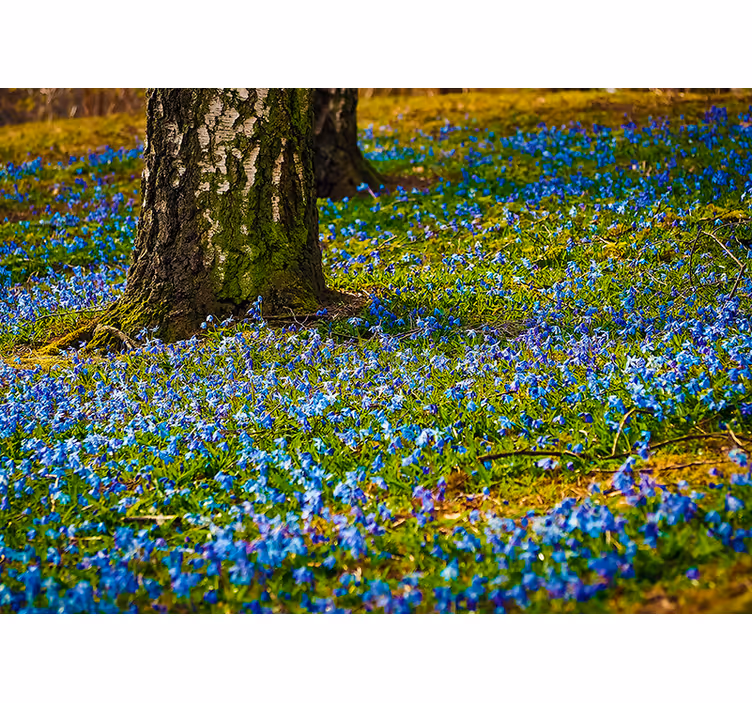 花 柄 壁画 ブルーベルの草原の風景 - TENSTICKERS