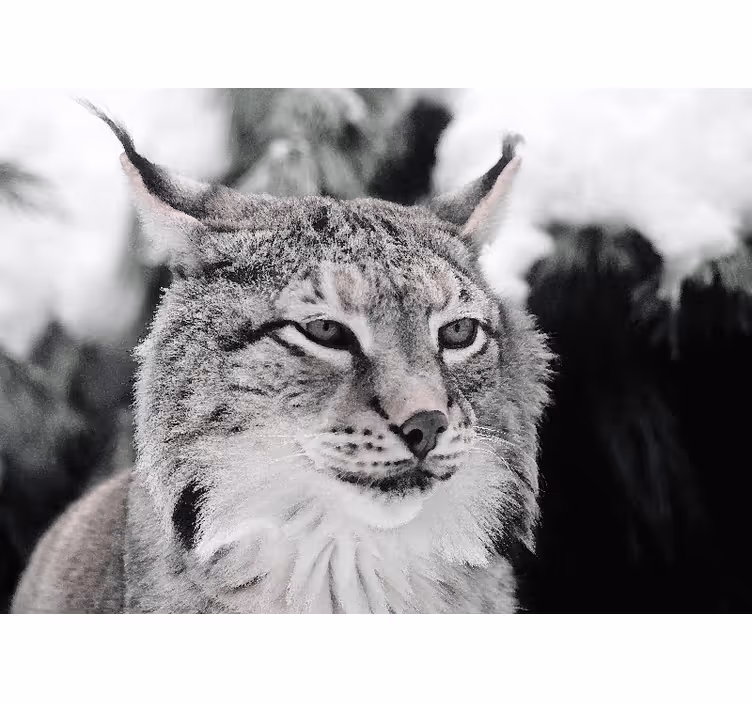 動物 壁画 ズーズーの鋭い視線 - TENSTICKERS