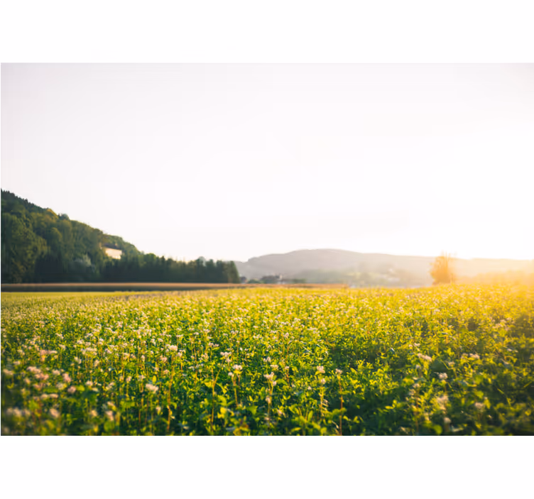自然 壁画 穏やかな草原の風景 - TENSTICKERS