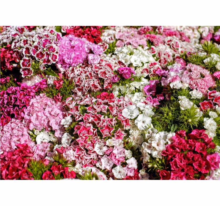 花 柄 壁画 鮮やかな花の庭 - TENSTICKERS