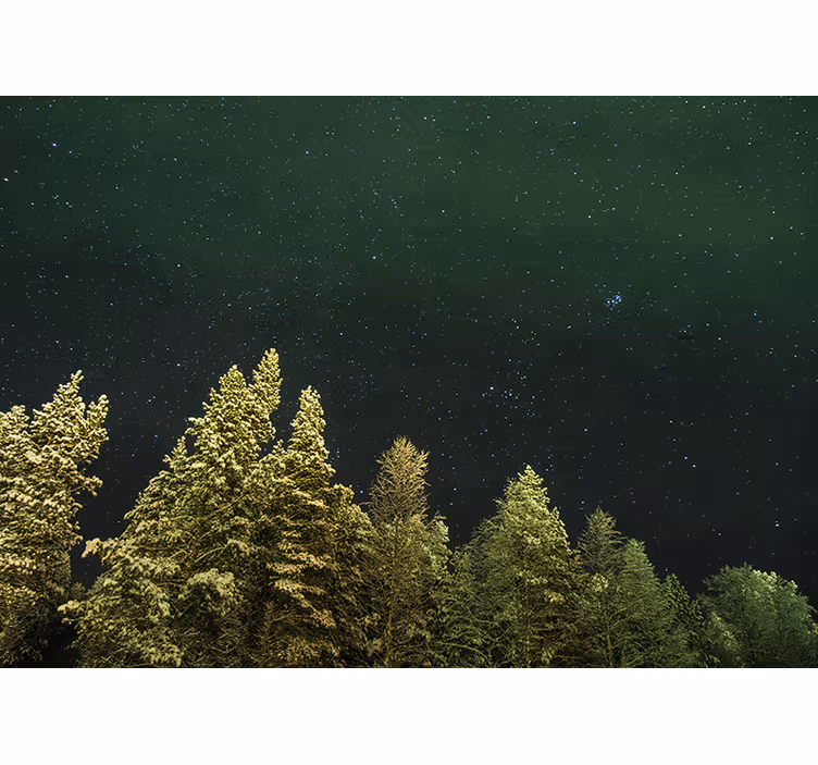 森の壁の壁画星空の松の森 - TENSTICKERS
