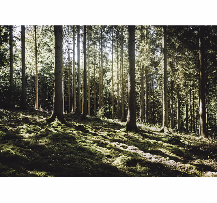 森の壁の壁画穏やかな森の風景 - TENSTICKERS