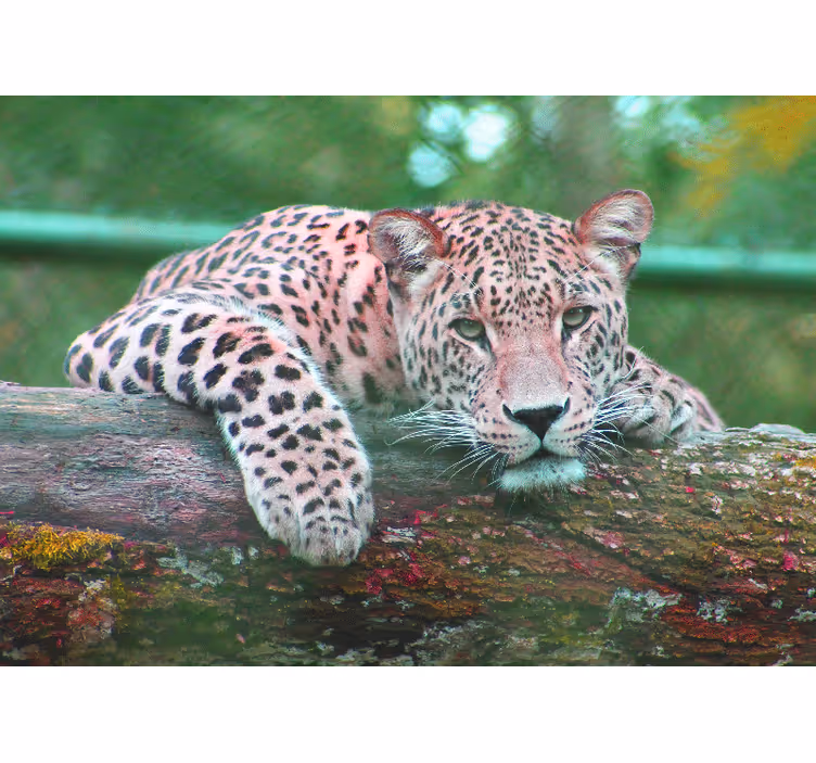 動物 壁画 優雅に休むヒョウ - TENSTICKERS