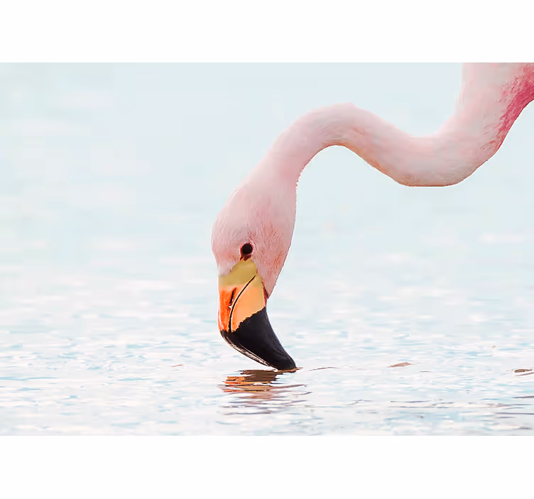 他の動物 壁画 フラミンゴ水面映り - TENSTICKERS