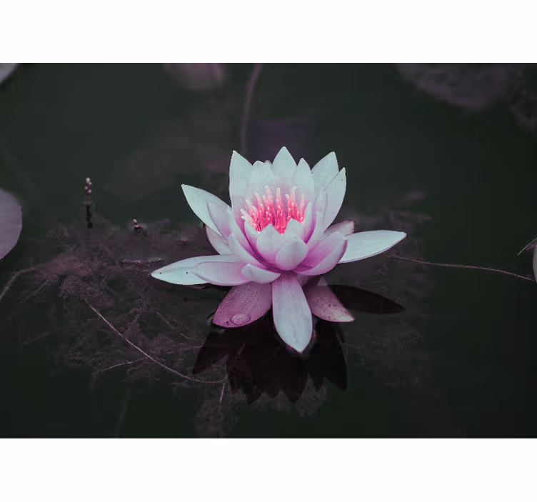 他の花壁の壁画 蓮の花の優雅さ - TENSTICKERS