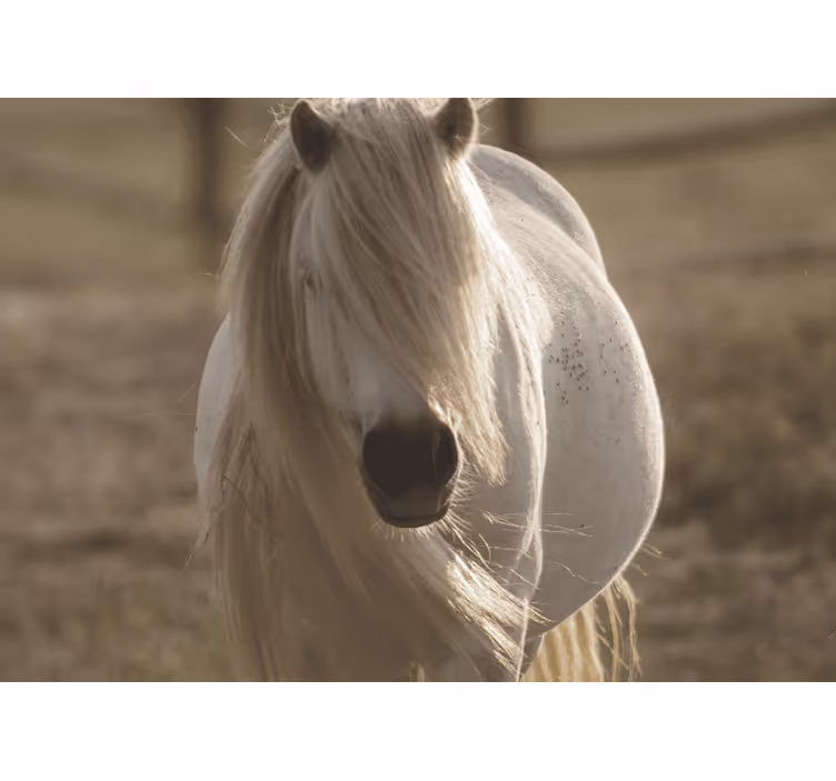 他の動物 壁画 優雅な白馬 - TENSTICKERS
