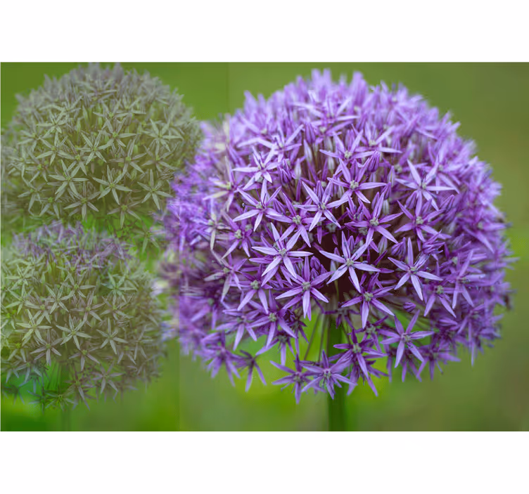 ケシの壁の壁画紫の花のアレンジメント - TENSTICKERS