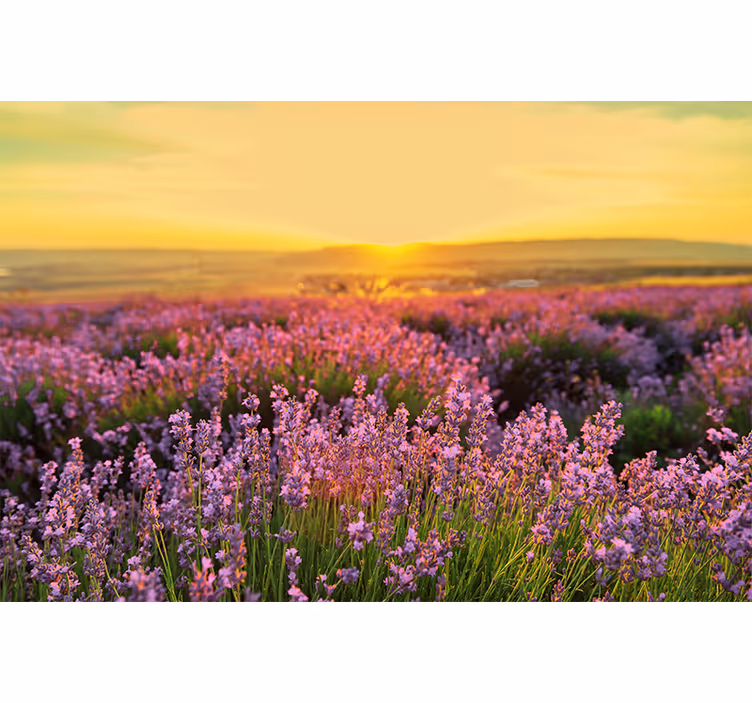 花 柄 壁画 ラベンダーの草原の夕暮れ - TENSTICKERS