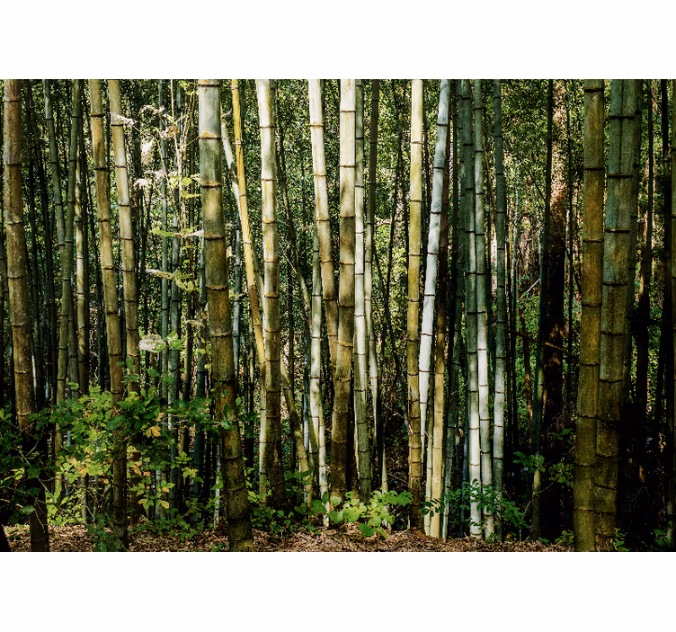 笹 壁画 竹林の風景 - TENSTICKERS