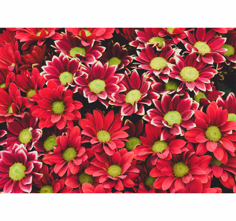 花 柄 壁画 深紅の花々の構成 - TENSTICKERS