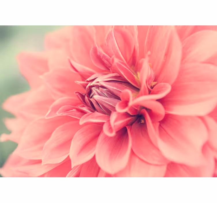 花 柄 壁画 鮮やかなピンクの花々 - TENSTICKERS
