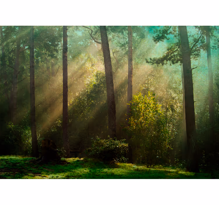 森の壁の壁画魅惑の森の風景 - TENSTICKERS