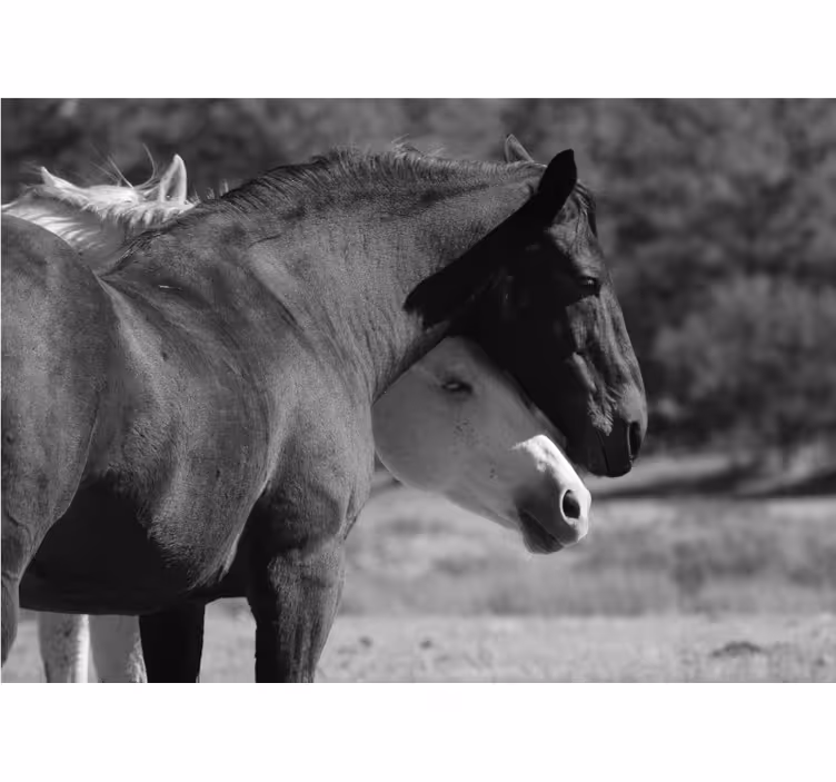 動物 壁画 馬の友情 - TENSTICKERS