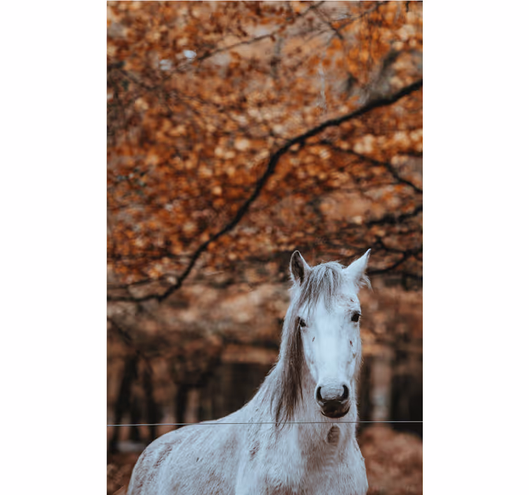 動物 壁画 白馬の威厳 - TENSTICKERS