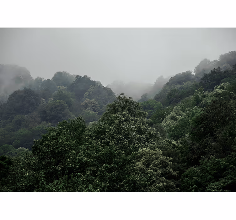 森の壁の壁画霧の風景 - TENSTICKERS