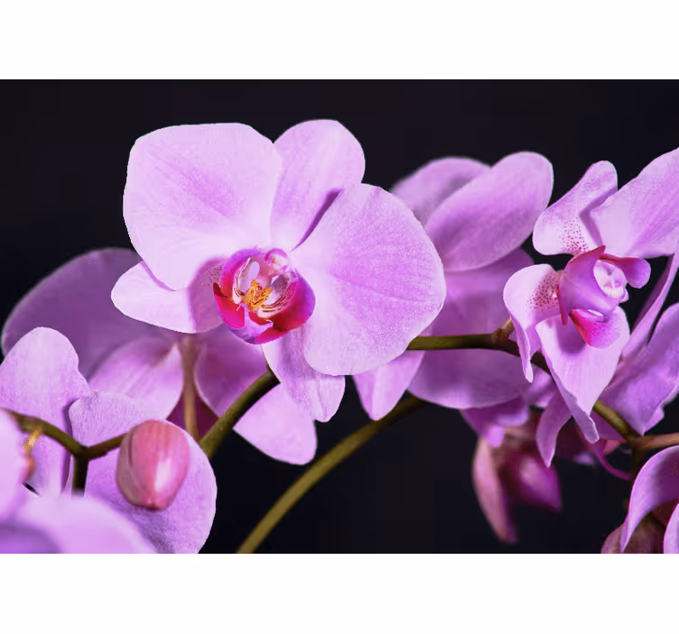 蘭 壁画 優雅な蘭の花々 - TENSTICKERS