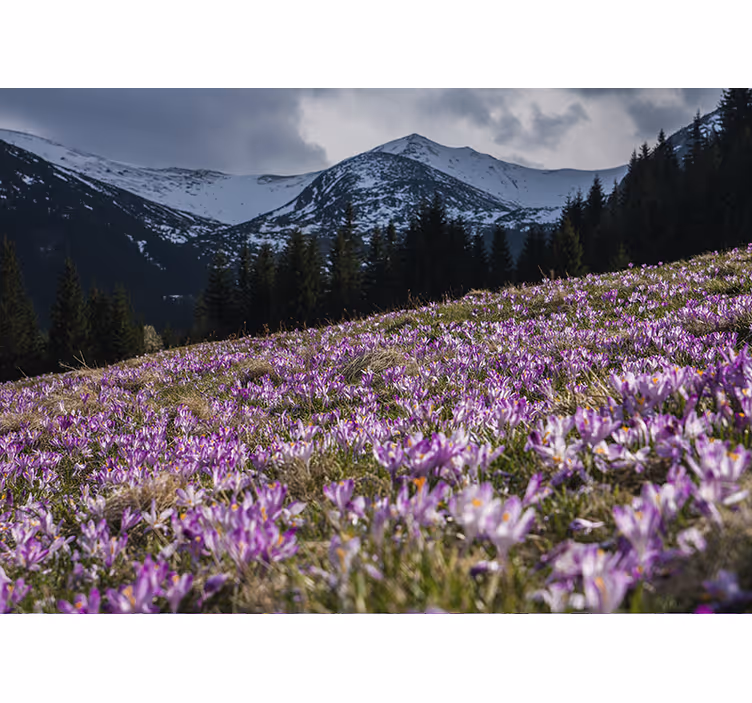 クロッカスの花の壁の壁画の美しい牧草地 - TENSTICKERS