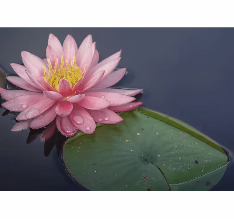 他の花壁の壁画穏やかなピンクの蓮 - TENSTICKERS