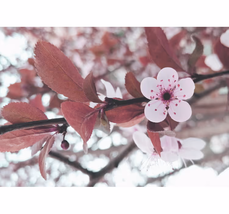 花 柄 壁画 桜の花の咲き誇り - TENSTICKERS