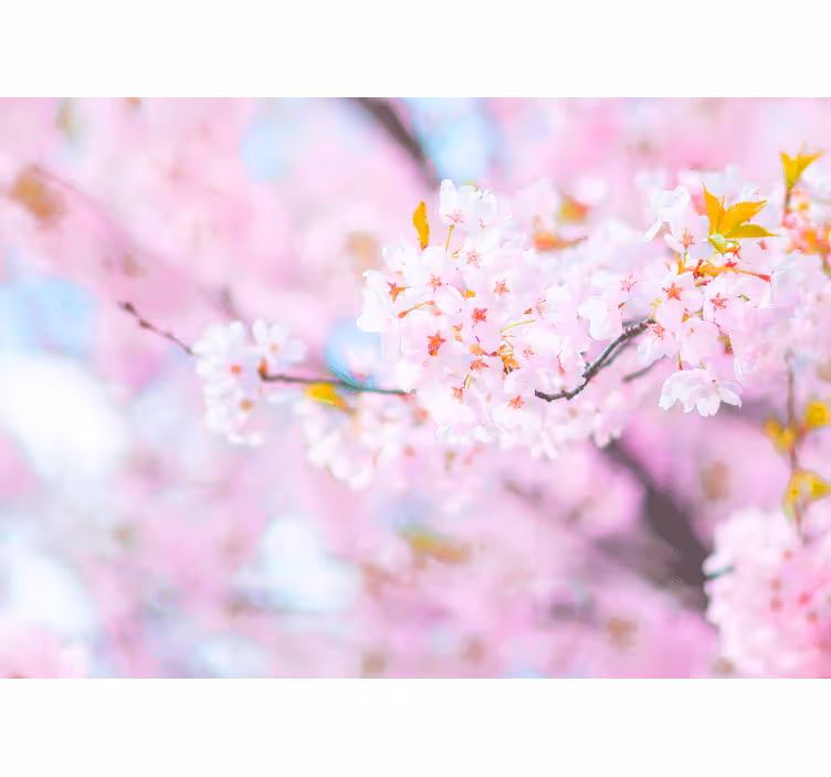 花 柄 壁画 桜の華麗さ - TENSTICKERS