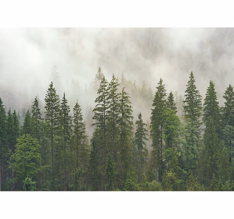 森の壁の壁画 霧のかかった森の風景 - TENSTICKERS