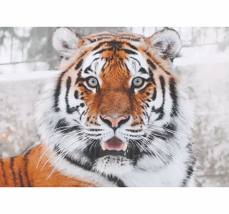 動物 壁画 威厳あるトラの表現 - TENSTICKERS